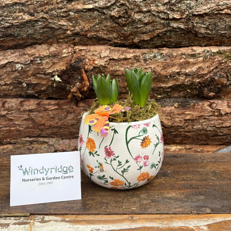 Hyacint Early Springtime 3PP Moss