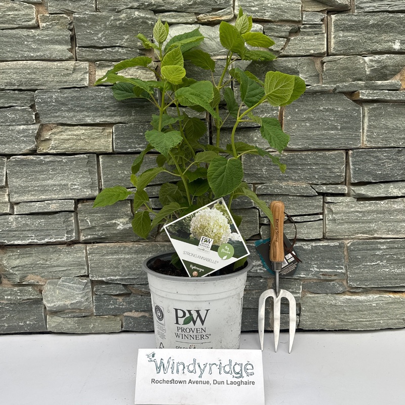 Hydrangea arbor. Strong Annabelle  5 Ltr pot