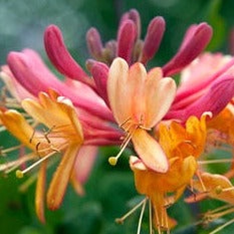 Lonicera heckr. Goldflame