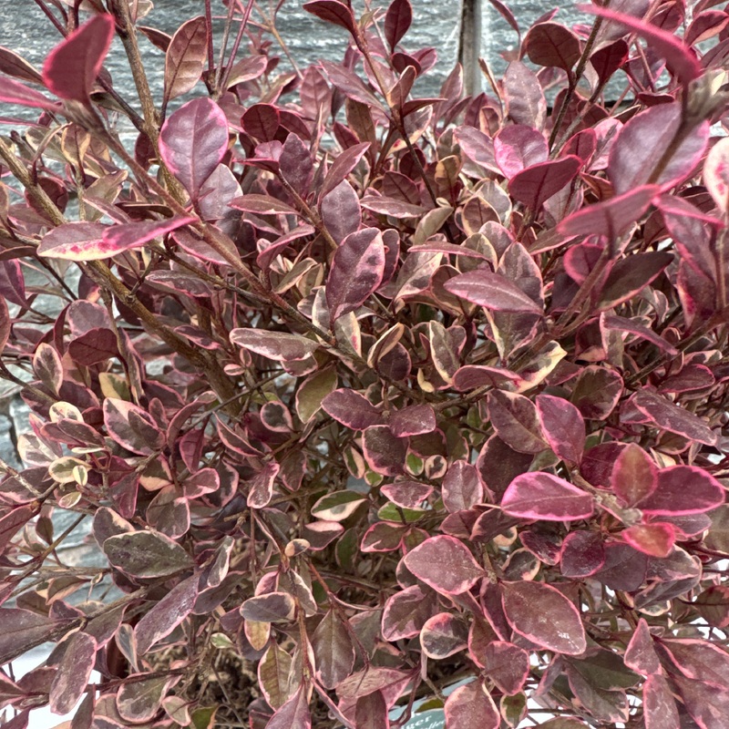 LOPHOMYRTUS White Dragon  3L