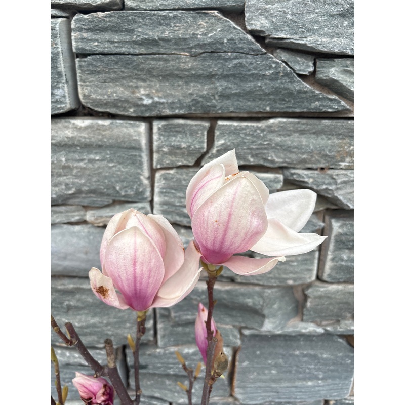 Magnolia soulangeana