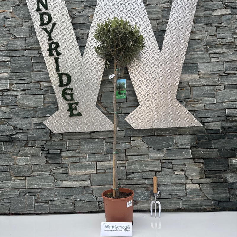 Olea europaea P27 90/STD-35-40-HEAD