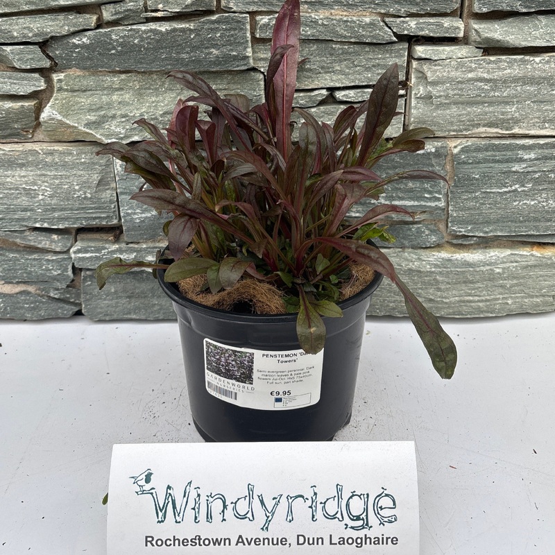 PENSTEMON Dark Towers
