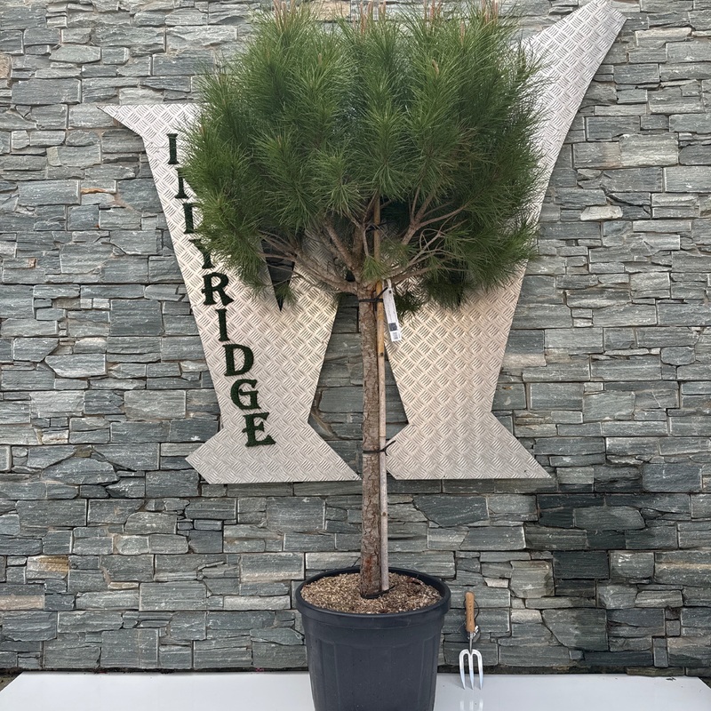 PINUS PINEA CLT 55 H 175 - 200 CM  CIRC. TR. 14 - 16 CM  1/2 STD