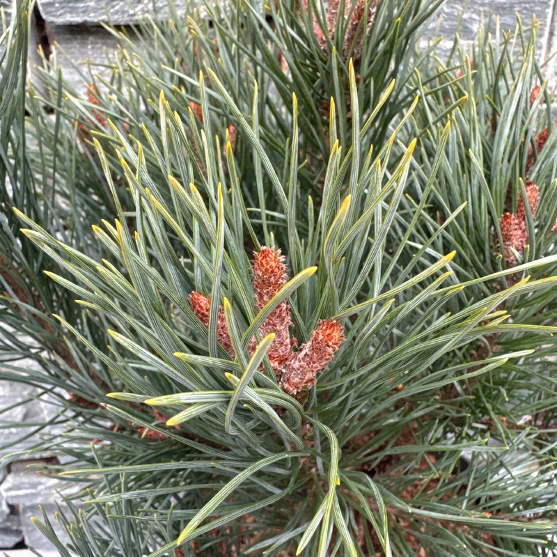Pinus sylvestris Watereri Pinus sylv. Watereri P23 Pot pressed