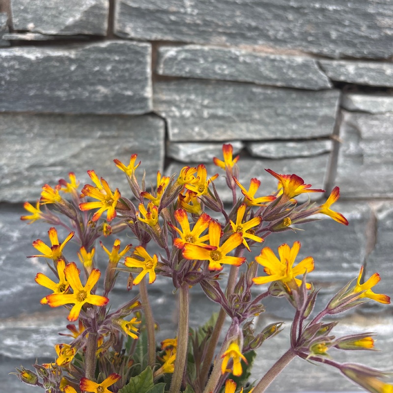 Primula Oakleaf Yellow