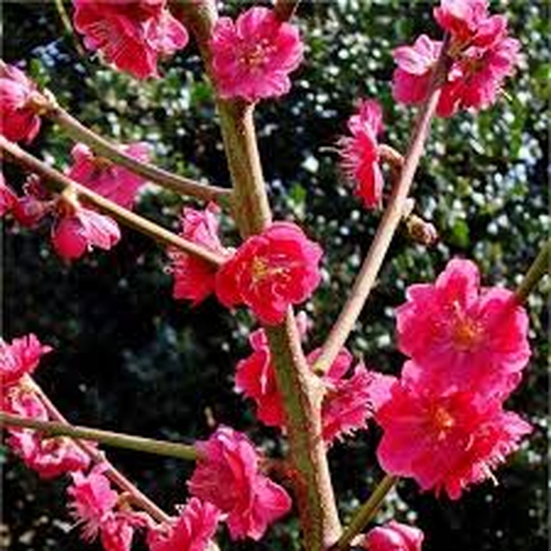 PRUNUS PERSICA MELRED