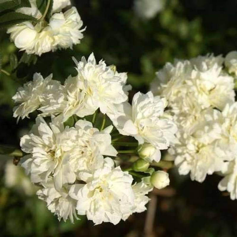 ROSA banksiae Alba