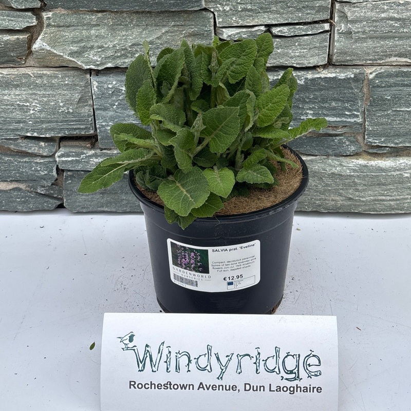 SALVIA prat. Eveline