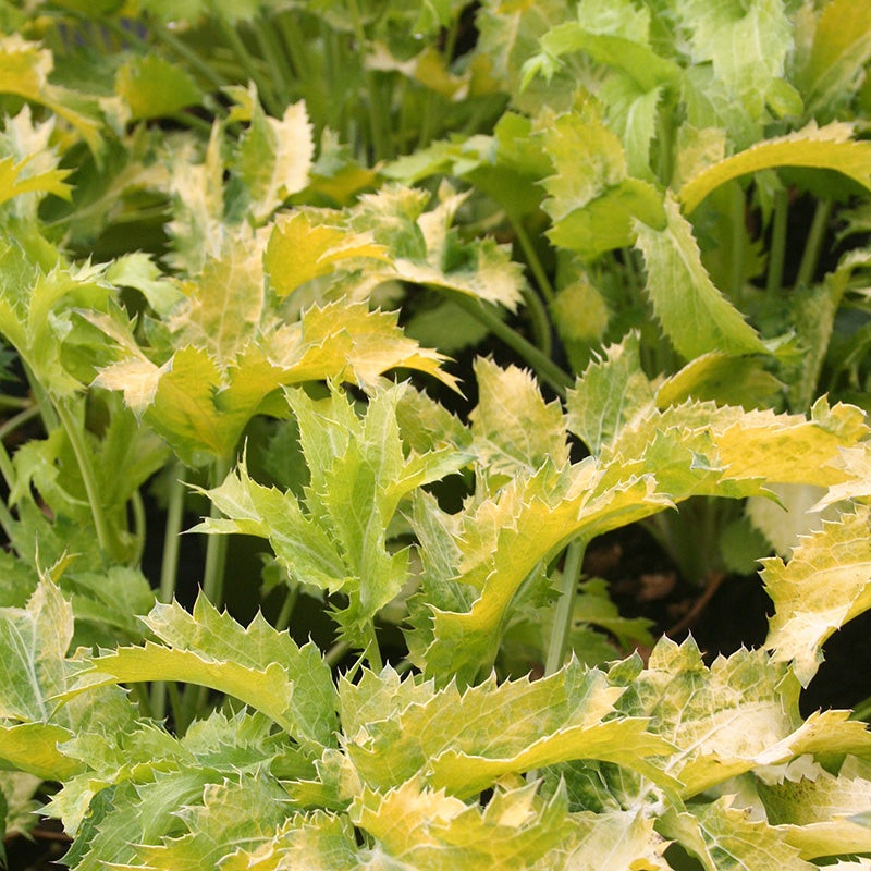 Sea Holly (Eryngium Zabelii Neptunes Gold)