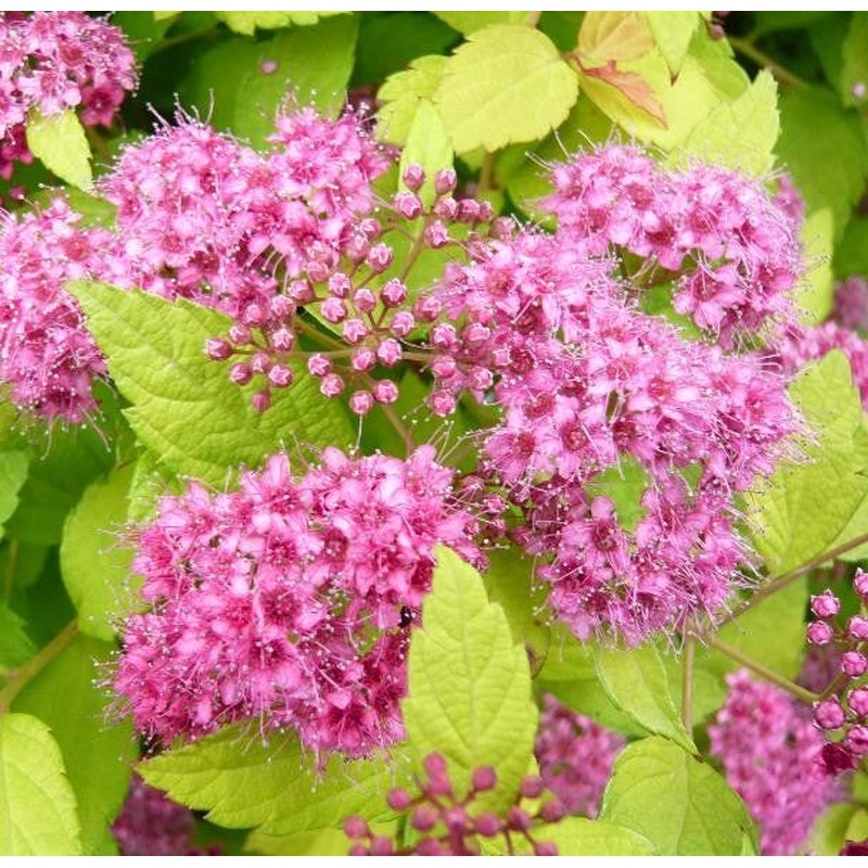 Spiraea Magic Carpet