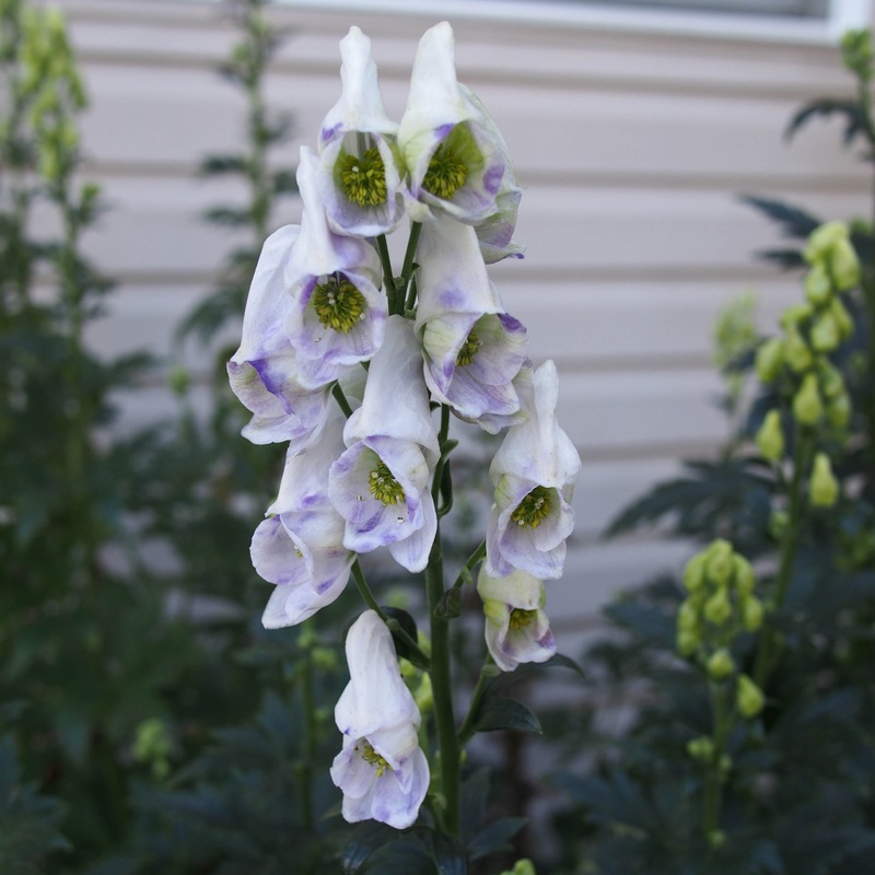 ACONITUM  Cloudy