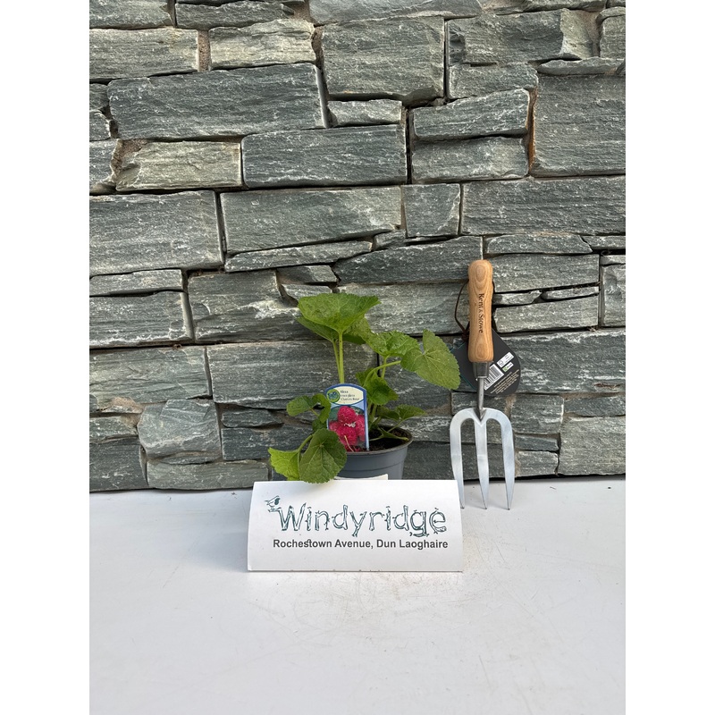 Alcea rosea Charters Rosa  P13