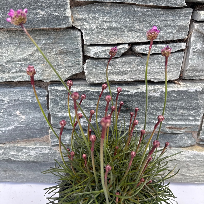 Armeria mar. Rubrifolia