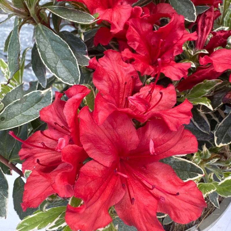 Azalea Hot Shot Variegata