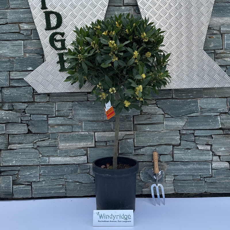 BAY CROWN ON 1/4 STEM 50/55 P 25