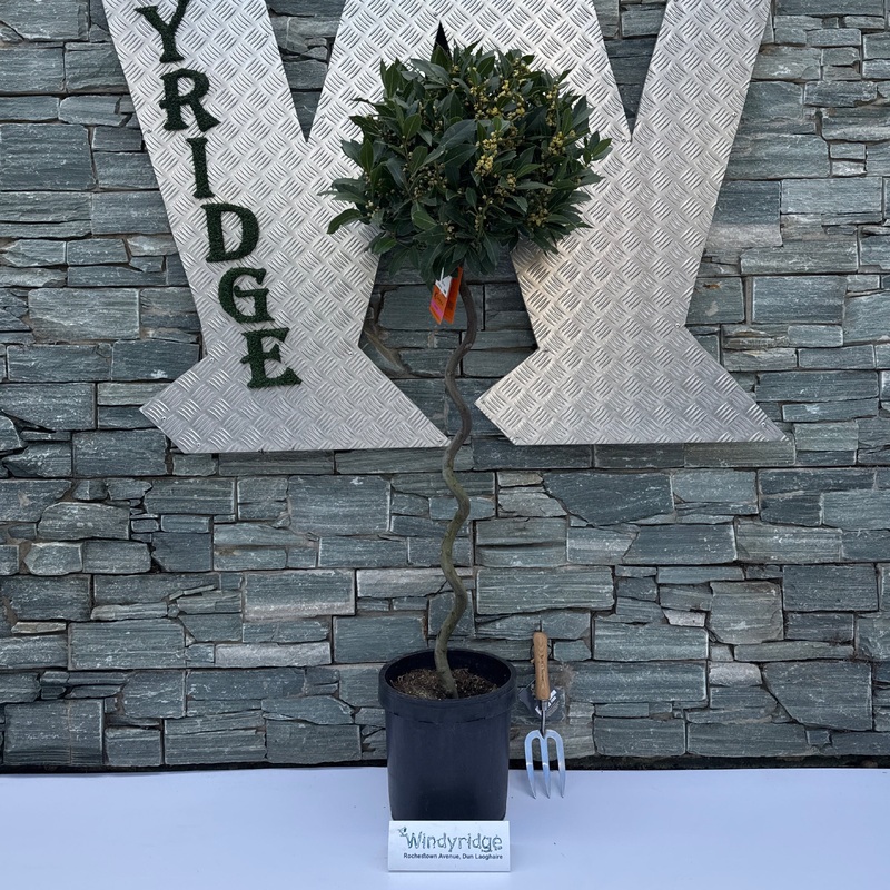 BAY STANDARD 1/2 SPIRAL STEM 45/50 P 25