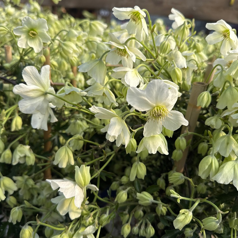 Clematis cart.Avalanche