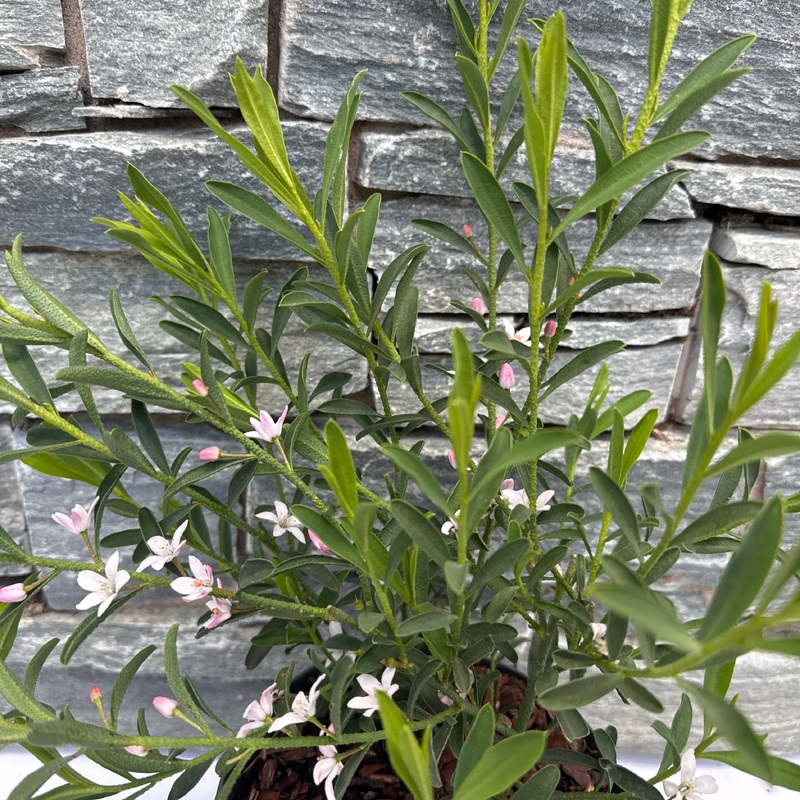 Eriostemon m. Flower Girl Pink  1.5 Ltr pot