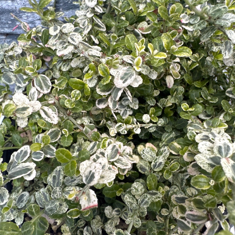 Euonymus fort. Silver Carpet