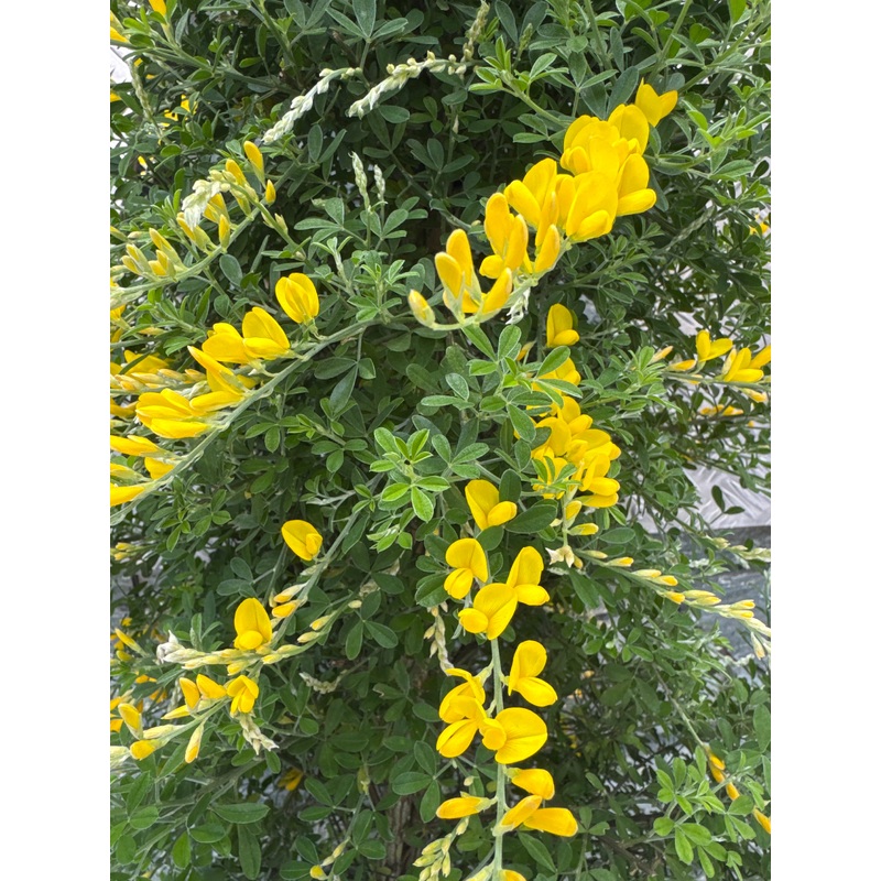 Genista spachiana  P23 - 3 cane pyr.