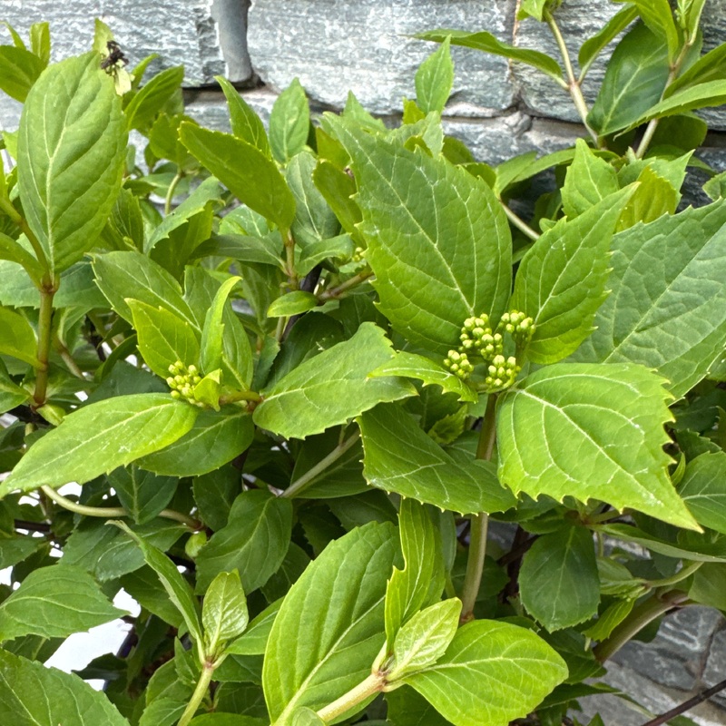 HYDRANGEA FRENCH BOLERO