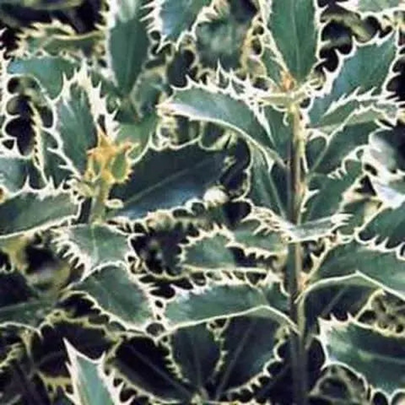 Ilex Aquifolium Silver Queen