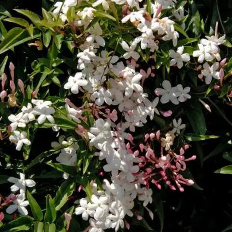 JASMINUM OFFICINALIS AFFINE