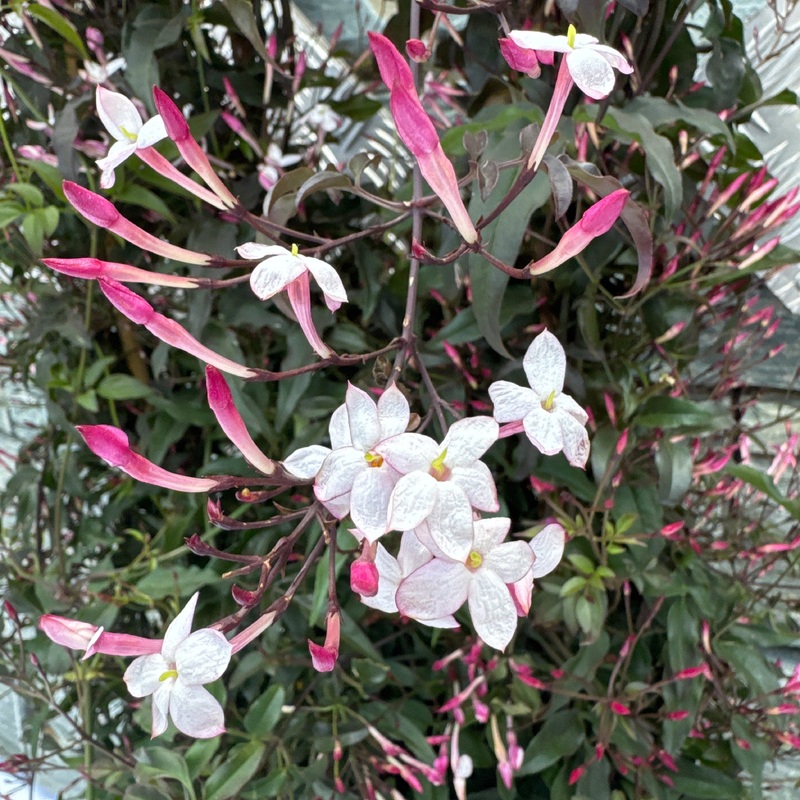 Jasminum Passion Dark Pink  P23 - trellis