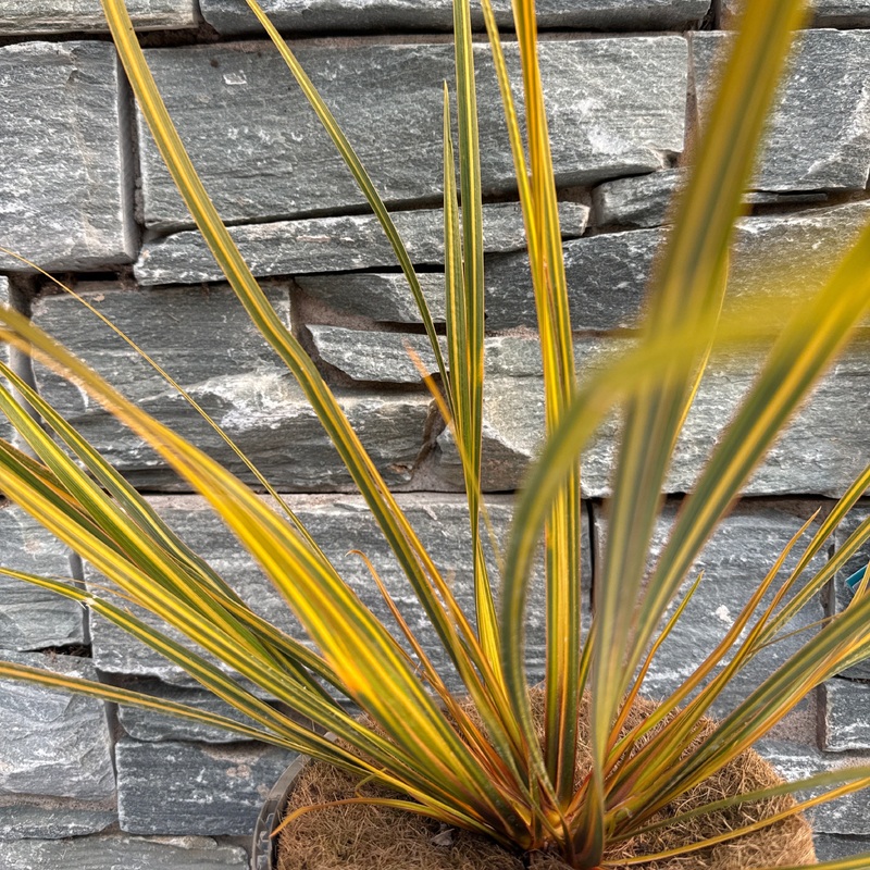 LIBERTIA  Gold Finger