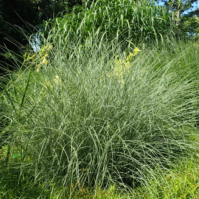Miscanthus sin. Morning Light  2L, square pot