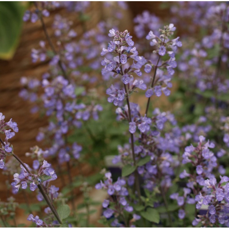 Nepeta mussinii Purrsian Blue 2lt Pot