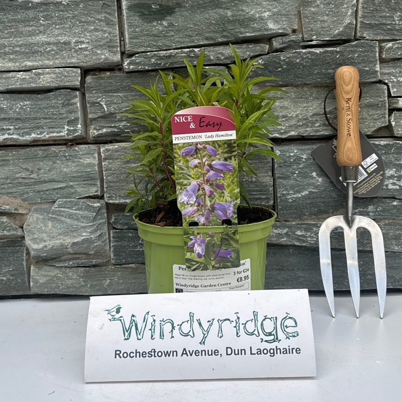 Penstemon Lady Hamilton