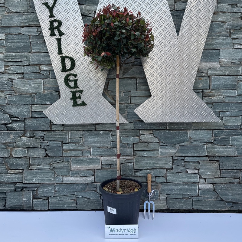 Photinia Fraseri Little Red Robin Stem C15 160cm