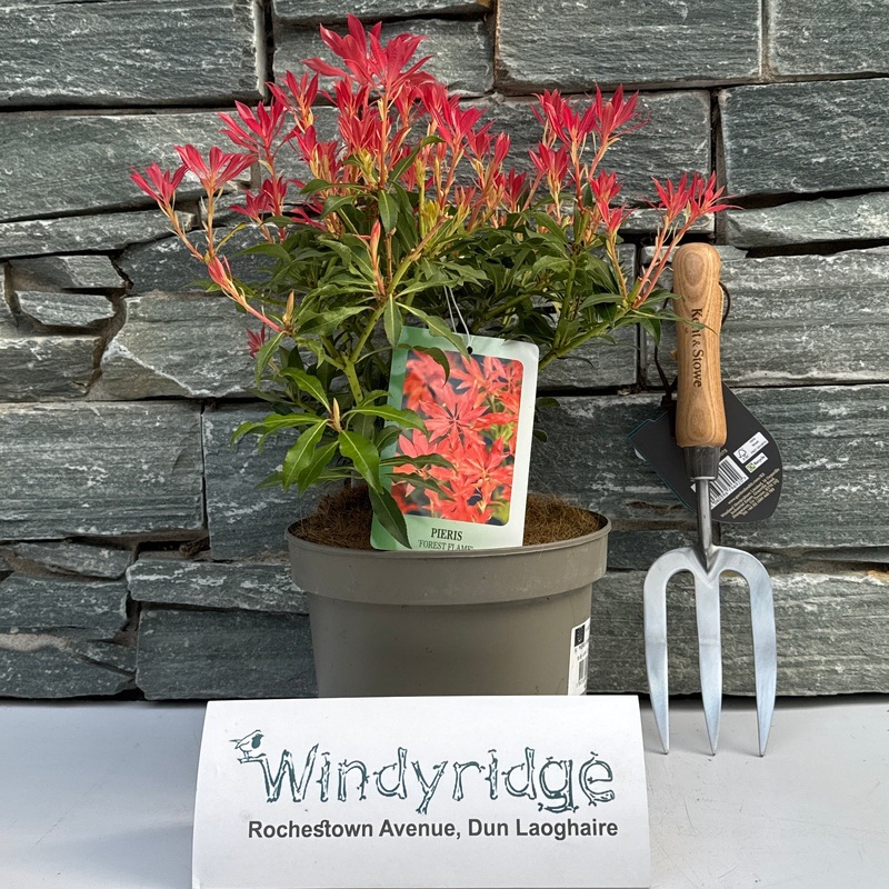 PIERIS FOREST FLAME (H)