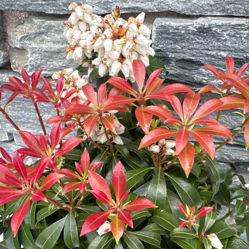 Pieris japonica Bonfire Pieris jap. Bonfire