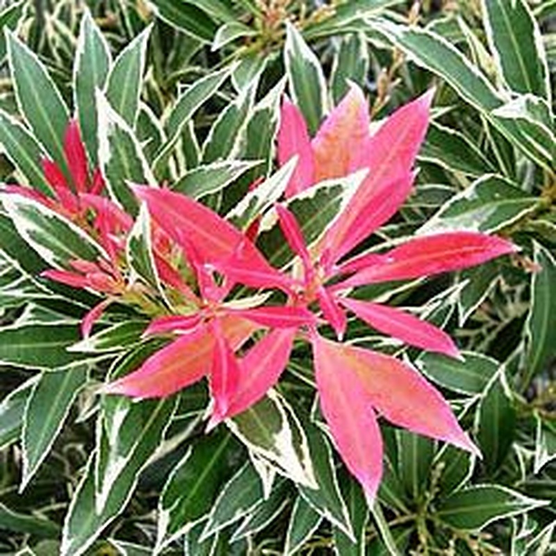 PIERIS JAPONICA FLAMING SILVER