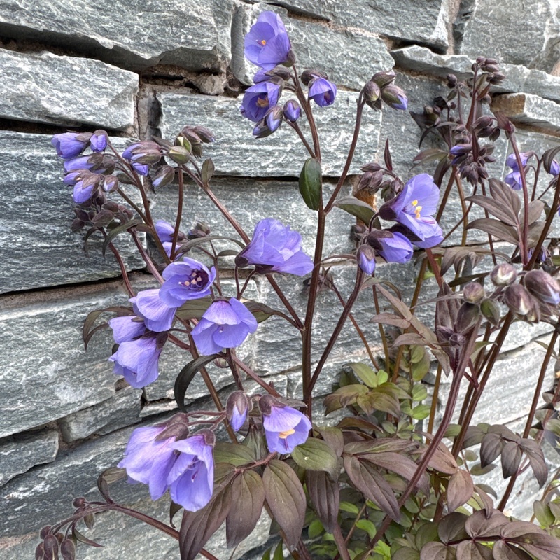 POLEMONIUM Heaven Scent