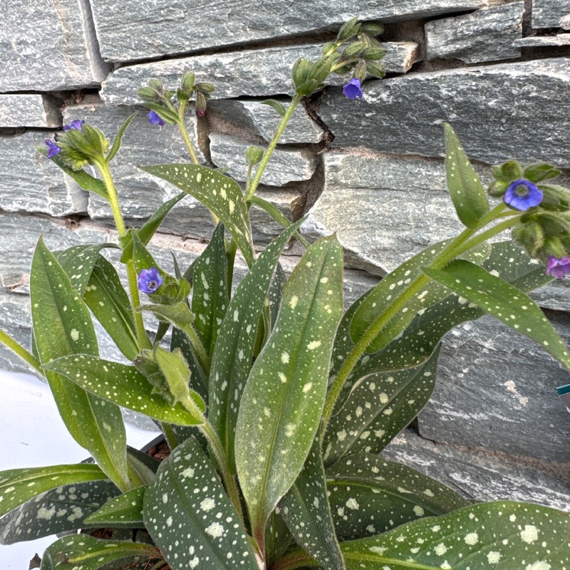 Pulmonaria Miss Elly  2 Ltr pot