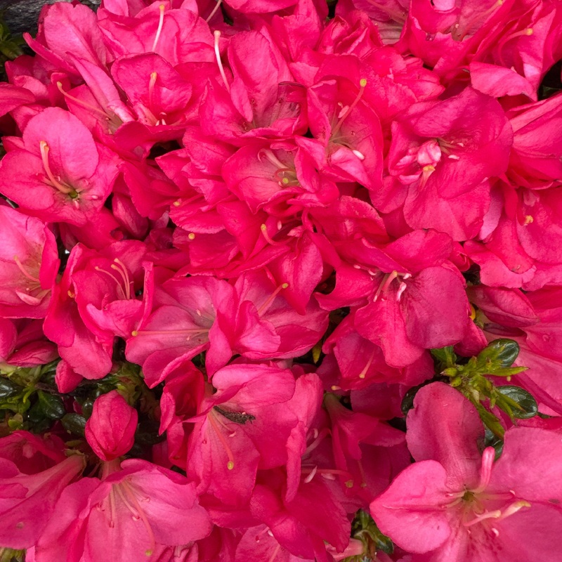 Rhododendron (AJ) Anouk