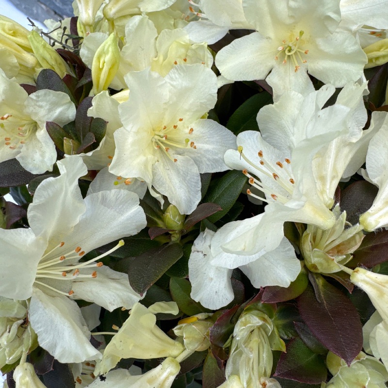 Rhododendron Golden Wonder
