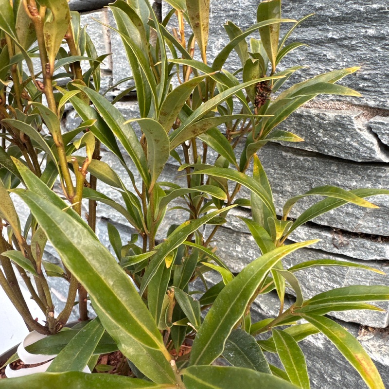 SARCOCOCCA HOOK. PURPLE STEM