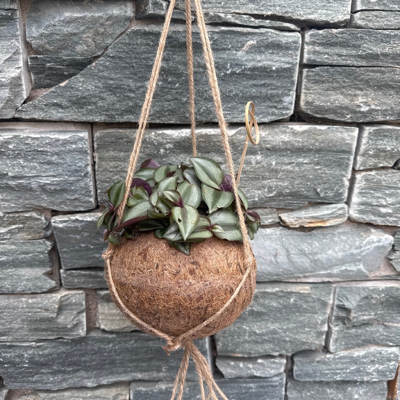 Tradescantia zebr. Purpusii kokodama