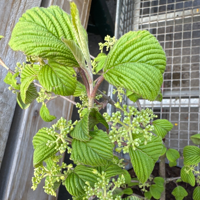 Viburnum plic. Mariesii