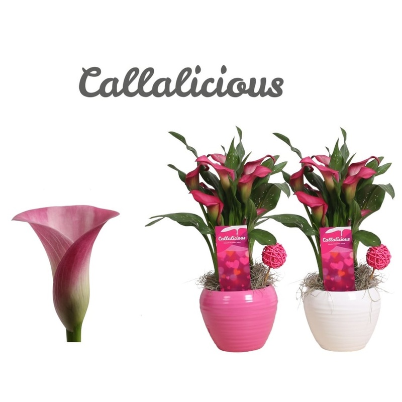 Zantedeschia pink  13 cm ceramic pot