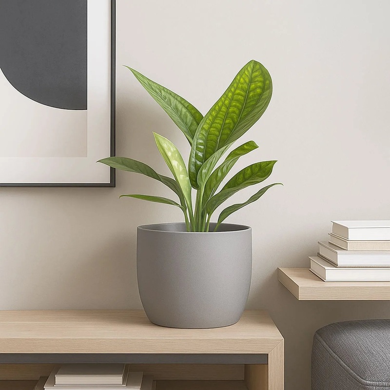 20 - 30cm Monstera Peru Pothos 12cm Pot House Plant