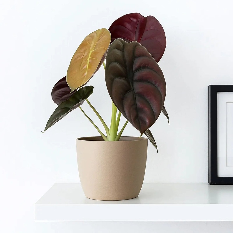 25 - 40cm Alocasia Red Secret Elephant Ear 12cm Pot House Plant