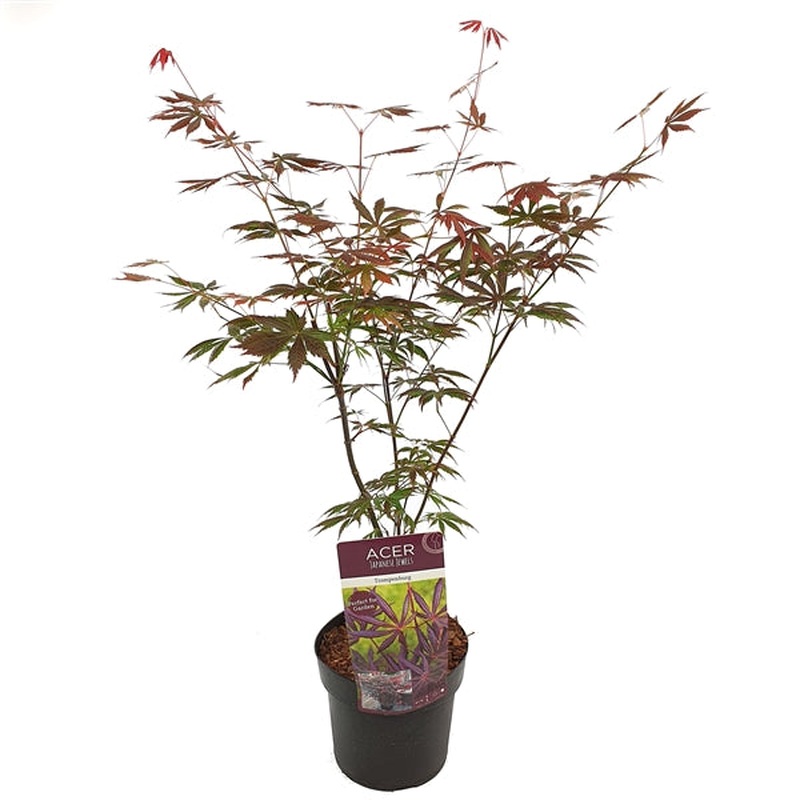 Acer palmatum Trompenburg  3 Ltr pot