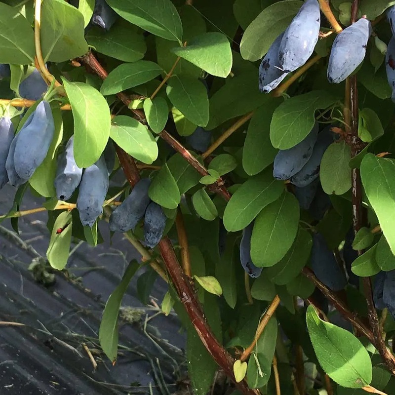 Honeyberry Boreal Blizzard (Lonicera caerulea edulis) Fruit Bush 3ltr Pot