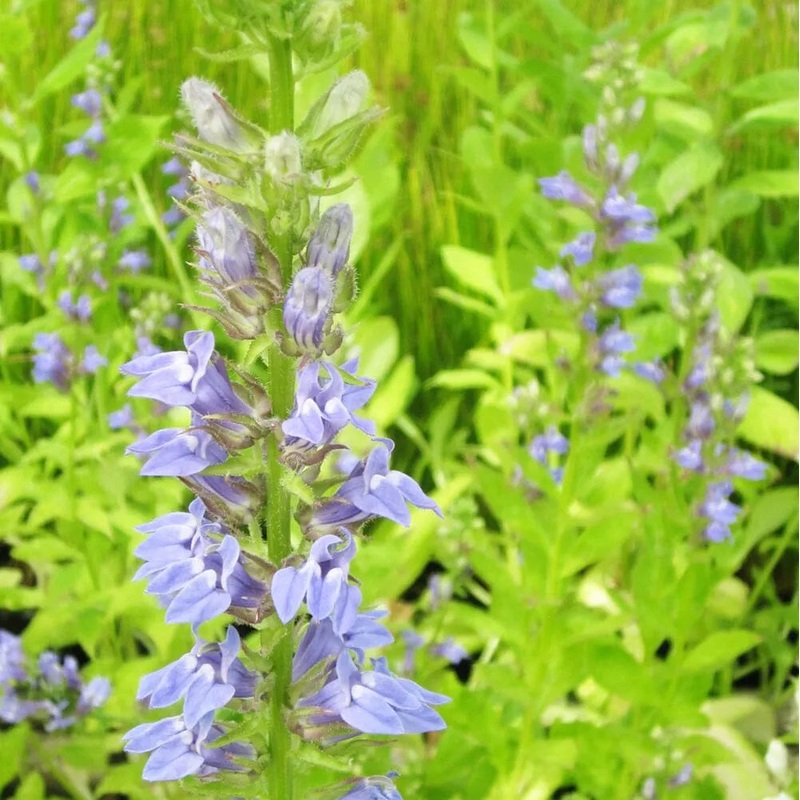 Lobelia Siphilitica Aquatic Pond Plant - Great Blue Lobelia